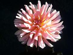 20100923, DALIA ._._ACQUATICA